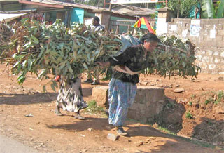 Ethiopian woman collecting wood